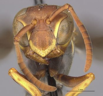 Media type: image;   Entomology 33158 Aspect: head frontal view